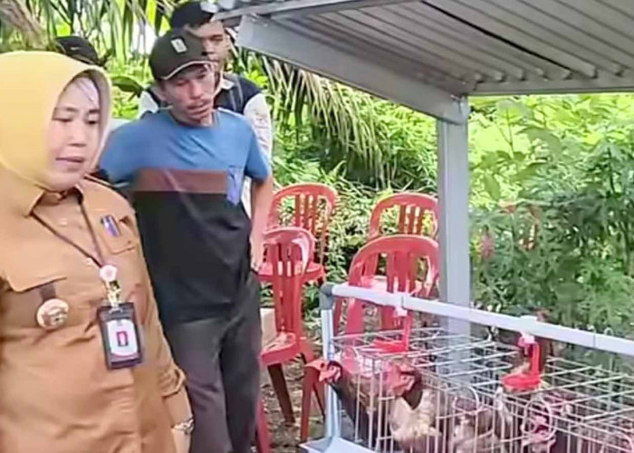 Ketersediaan Daging Sapi di Lubuk Linggau Cukup, Aman Hingga Menjelang Ramadan 