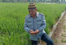 Jaga Produktivitas Tanaman Padi Di Desa Air Satan, Petani Bersama POPT Lakukan Monitoring Terhadap Hama BP