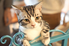 4 Tips Ampuh Mengusir Kucing Liar Nakal Tanpa Menyakiti, Kucing Liar Auto Kapok Tidak Datang ke Rumah Lagi