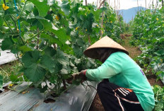 Petani Melon di Musi Rawas Merasa Terbantu Adanya Program MBG. Hasil Panen Laku, Harga Stabil 