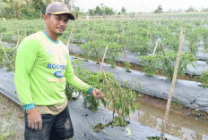 Dampak Musim Hujan, Petani Keluhkan Tanaman Cabai Layu Batang