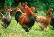 Bolehkah Perempuan Menyembelih Ayam? Begini Menurut Islam