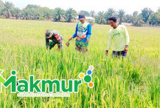 MAKMUR PT Pupuk Indonesia Perkuat Pesaingan Bangun Ekosistem Pertanian