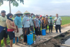 Serangan Wereng Batang Cokelat Mulai Muncul, ini yang Dilakukan Petani di Musi Rawas