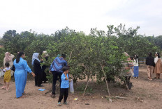 Ratusan Pengunjung Datangi Wisata Petik Jeruk di Desa Sukarame