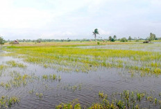 Sawah Rawa Lebak Setiap Musim Ada Masalah, Begini Cara Mengatasinya