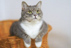 Mengapa Kucing Betina Sering Pipis Sembarangan? Berikut 3 Alasannya 