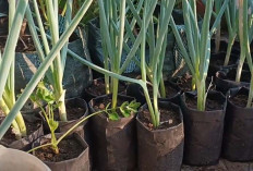 Begini Cara Tanam Daun Bawang Anti Gagal  