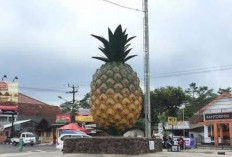 Kota Penghasil Nanas Manis Ternyata Ada di Sumatera Selatan, Ini Lokasinya