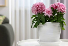 6 Tanaman Hias Bunga yang Punya Wangi Semerbak Hingga ke Sudut Ruangan