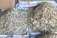 Teri Gurih Jadi Lauk Favorit Warga Linggau