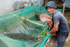 Dari Iseng, Gendon Warga Musi Rawas Sukses Kembangkan Usaha Jual Bibit Ikan