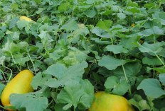 Ini Tips Budidaya Timun Suri yang Dilakukan Petani di Musi Rawas