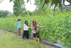 Warga Musi Rawas Manfaatkan Pekarangan Rumah dengan Menanam Tanaman Produktif