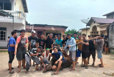 Dua Masjid LDII Lubuk Linggau Sembelih Hewan Kurban dan Bagikan ke Warga