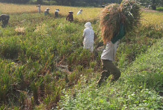 Sawah di Desa Paduraksa dan Desa Sumber Karya Tidak Banjir Lagi