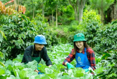 Pemuda Merapat, Pemerintah Buka Program Petani Milenial 2024, Gaji Rp10 Juta Per Bulan, Ini Cara Daftarnya