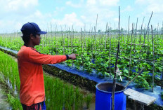 Sukses Menanam Cabai, Kosim Warga Mura Ini Beralih Menanam Buah Melon