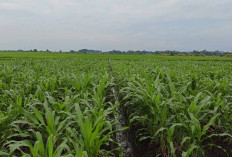Petani Musi Rawas Optimistis Tanam Jagung, Harga Diharap Stabil