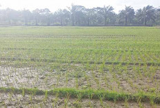 Program Nasional Cetak Sawah Baru di Pelawe Musi Rawas Batal