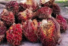 Harga TBS Kelapa Sawit Anjlok Bupati Muratara Undang PKS  
