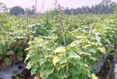 Tanam Mentimun, Raup Untung Ratusan Ribu Per Hari