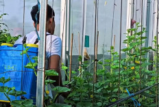 Tanda-Tanda Krisis Mulai Terasa, Membuat Ketahan Pangan di Tingkat Rumah Tangga Solusinya