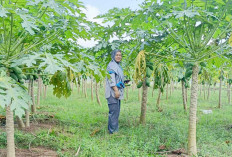 Olah Lahan Tak Produktif jadi Kebun Pepaya, Warga F Trikoyo Musi Rawas Raup Cuan