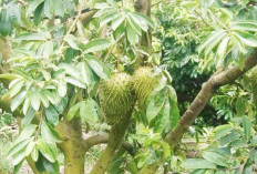 3 Orang Ini dan Ibu Dalam Kondisi ini Sebaiknya Tidak Mengonsumsi Nangka Belanda, Ini Akibatnya