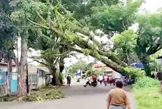 Bibit Pokat Ditanam di Sejumlah Fasum di Lubuk Linggau, Menegaskan Hasilnya Bisa Dinikmati Masyarakat