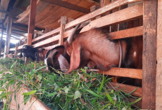 Jelang Idul Adha 2025, Peternak Kambing di Lubuk Linggau Mulai Banyak Pesanan