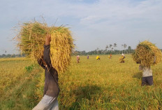Petani Desa L Sidoharjo Menyambut Baik Adanya Serapan Gabah Oleh Bulog