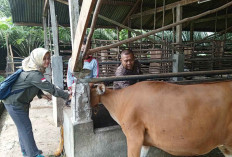 DTPHP Musi Rawas, Kembali Mendapatkan Bantuan 2.750 Dosis Vaksin PMK