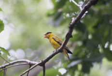 7 Jenis Burung Kicau Paling Mahal di Indonesia, Nomor 7 Sama Dengan Beli 1 Motor Vario 125 Baru