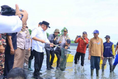 Kabupaten OKI jadi Penghasil Udang Terbesar di Sumsel, Produksi 15 Ribu Ton  Udang Per Tahun