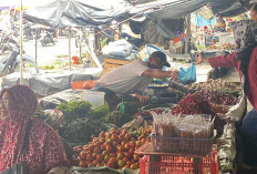 Di Lubuk lInggau Harga Seledri Naik Rp 60.000 Per Kg 