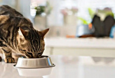 Cat Lovers Harus Tahu, Inilah 5 Cara Memberi Makan Kucing yang Salah