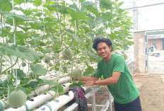 Wow, Kreatif Banget Poktan Sukatani 1 Musi Rawas Tanam Melon Pakai Hidroponik