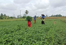 Belum Sebulan Bisa Panen, Petani Air Lesing Musi Rawas Raup Cuan dari Tanam Kangkung 