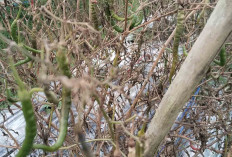 Ribuan Batang Cabai Petani di Musi Rawas Mati dalam Waktu Singkat, Ini Penyebabnya