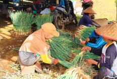 Petani Sukakarya Musi Rawas Raup Cuan dari Tanam Daun Bawang 