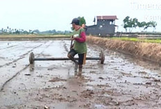 Tanam Padi dengan Sistem Tabela Makin Diminati Petani Musi Rawas, Ini Alasannya