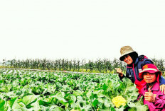 Petani di Musi Rawas Kembangkan Tanaman Kembang Kol di Lahan Persawahan