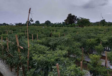 Petani Cabai di Musi Rawas Tersenyum Lebar, Harga Cabai Melambung Tinggi di Akhir Tahun 2025
