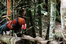 Ayam Brugo Khas Bukit Cogong Musi Rawas Mulai Banyak Diburu Pecinta Ayam Hias 
