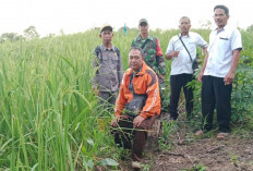 Luas Tanam Padi Darat di Kecamatan Muara Lakitan 350 Hektar  