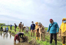 Petani Tugumulyo Kompak Kendalikan Hama Tikus, Begini Caranya