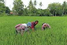 Jaga Produktivitas Tanaman Padi, Petani Dianjurkan Pengendalian OPT Gunakan Insektisida Anjuran 