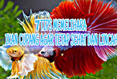  7 Tips Memelihara Ikan Cupang, Agar Tetap Sehat dan Lincah