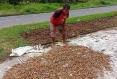 Kebiasaan Unik Warga Musi Rawas Jelang Ramadan, Ganti Tanaman Padinya dengan Tanaman Kacang Tanah. Ini Alasann